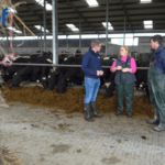 Sire Advice: A key tool in managing this 360‑cow spring‑calving Galway herd
