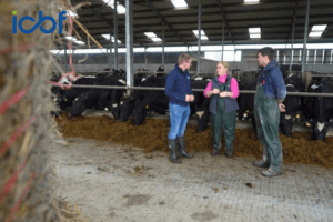 Read more about the article Sire Advice: A key tool in managing this 360‑cow spring‑calving Galway herd