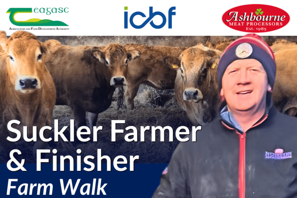 Beef Quality Awards 2025 Farm Walk – Thomas Carroll