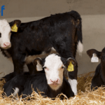 Dairy Calf to Beef System in Tipperary Delivering Strong Results Through CBV