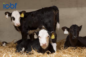 Read more about the article Dairy Calf to Beef System in Tipperary Delivering Strong Results Through CBV