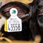 National Genotyping Programme Hits Record Levels in Spring 2026