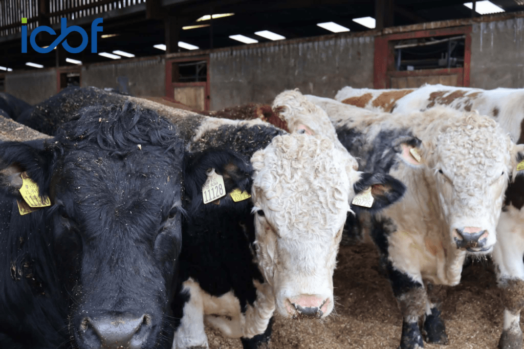 Higher CBV Dairy Beef Calves Deliver Greater Profit at Finish