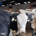 Higher CBV Dairy Beef Calves Deliver Greater Profit at Finish