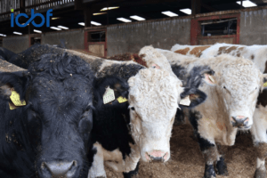 Higher CBV Dairy Beef Calves Deliver Greater Profit at Finish