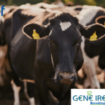 Dairy Gene Ireland Breeding Programme 2026: How It Works, Key Figures and Farmer Benefits