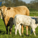SCEP 2026 Calf Weighing: Key Dates, Rules and How to Stay Compliant