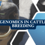 Genomics in Cattle Breeding: Benefits of Genotyping Your Herd