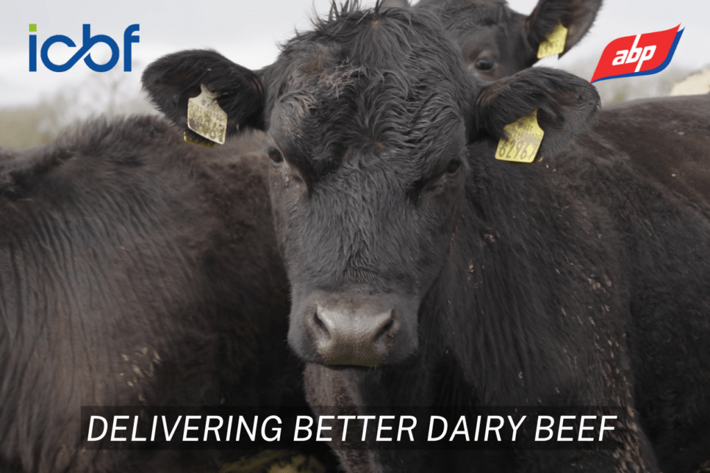 Delivering Better Dairy Beef: Dairy Beef Gene Ireland Programme – A Decade of Genetics, Data and Collaboration