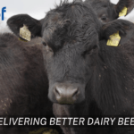 Delivering Better Dairy Beef: Dairy Beef Gene Ireland Programme – A Decade of Genetics, Data and Collaboration