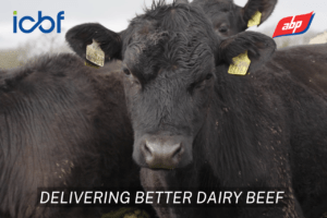 Delivering Better Dairy Beef: Dairy Beef Gene Ireland Programme – A Decade of Genetics, Data and Collaboration