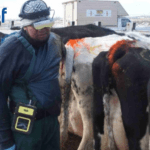 End of Season Fertility Report: Review Your Herd’s Breeding Performance
