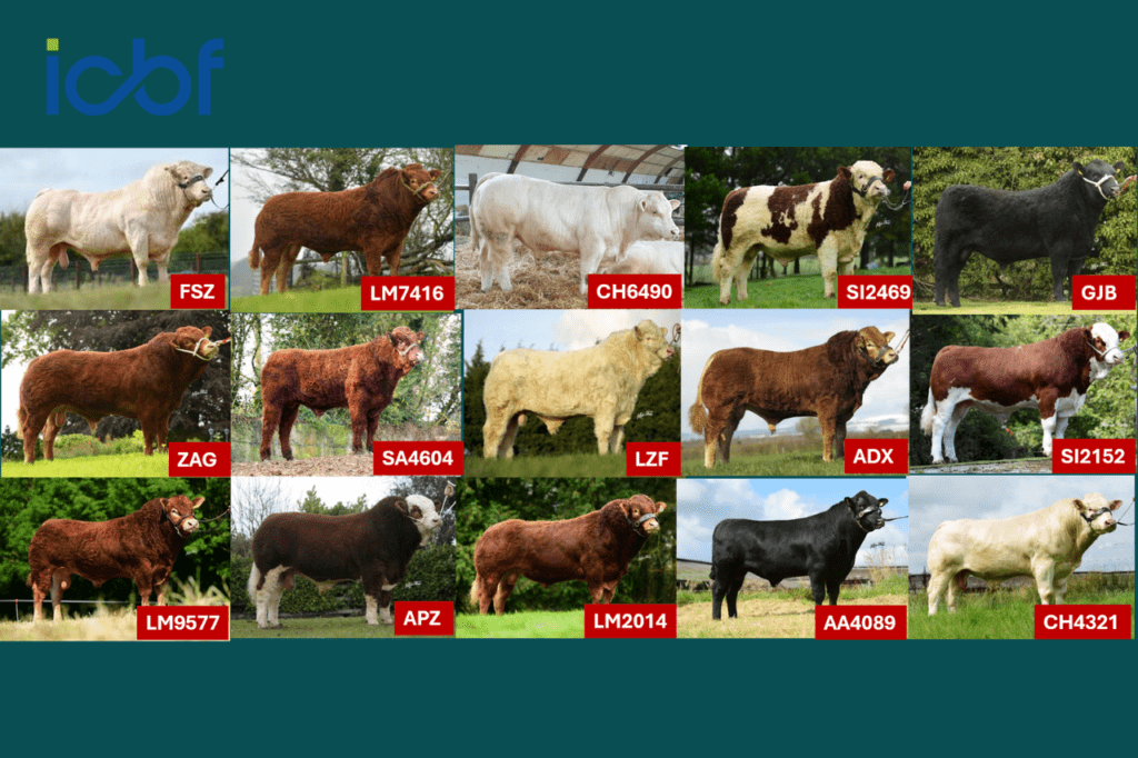 Photos of bulls