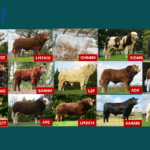 Beef Gene Ireland: Genetics That Work for Irish Farmers