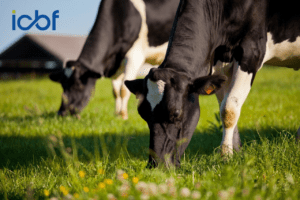How the National Genotyping Programme Helps Farmers Avoid HH1 and HH3 Carrier Matings