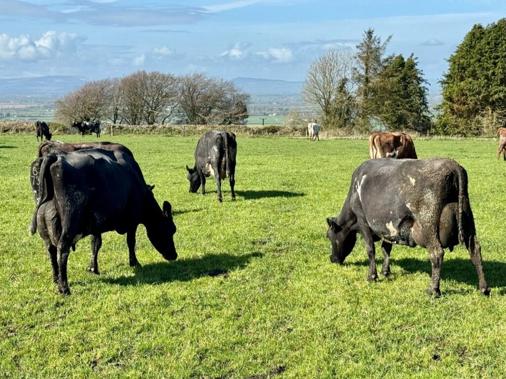 Cows grazing in field