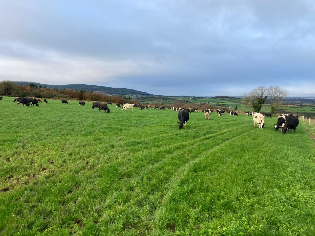 Cows grazing in a field