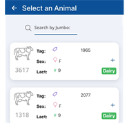 ICBF HerdPlus mobile app screen titled "Select an Animal". The screen displays a search bar and a list of dairy cows showing tag numbers, sex, lactation number and selection buttons for recording a heat or serve event.