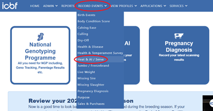 ICBF HerdPlus online account menu with the "Record Events" dropdown expanded. The "Heat & AI / Serve" option is highlighted, showing where users can record breeding events online.