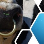 Dairy Genomic Results Profile: A Breakdown