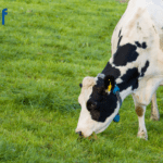 Cow’s Own Worth (C.O.W.): Helping Dairy Farmers Make Smarter Culling Decisions