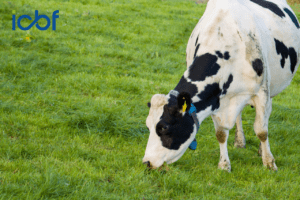 Read more about the article Cow’s Own Worth (C.O.W.): Helping Dairy Farmers Make Smarter Culling Decisions