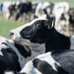 Record Heat & AI / Serve Events with HerdPlus