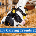 What Are the Latest Dairy Calving Trends for 2026?