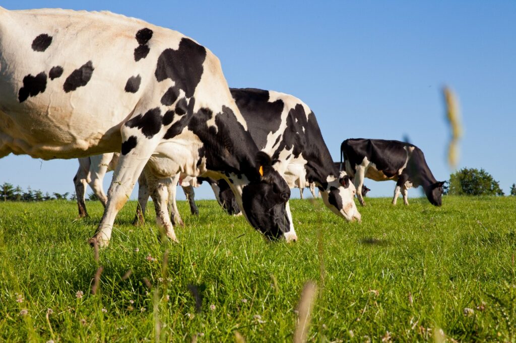 Dairy Cow Weighing Programme 2026: 19,046 Cows Weighed Across 95 Irish Dairy Herds 