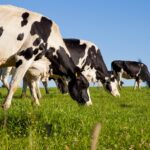 Dairy Cow Weighing Programme 2026: 19,046 Cows Weighed Across 95 Irish Dairy Herds 