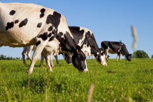 Read more about the article Dairy Cow Weighing Programme 2026: 19,046 Cows Weighed Across 95 Irish Dairy Herds 