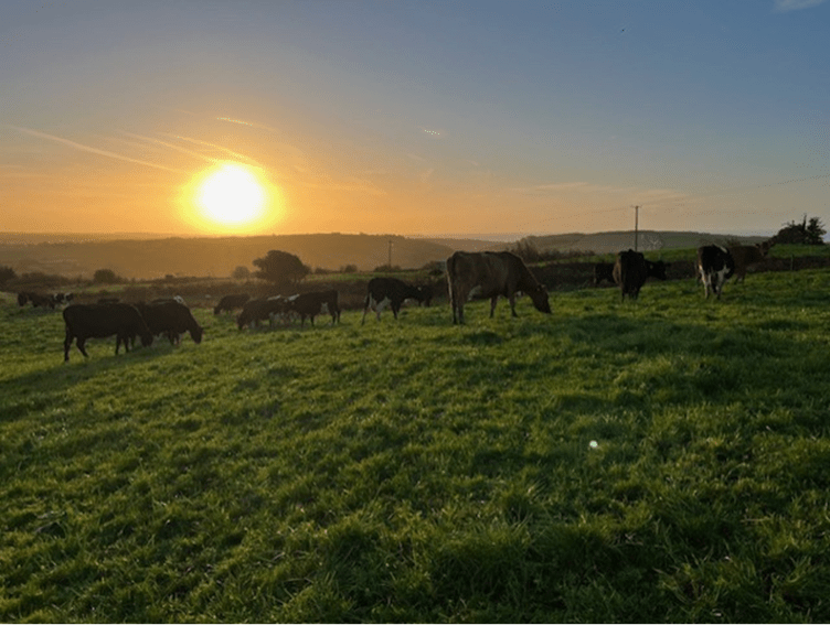 Dairy cows grazing in a grass paddock on Rouryhill Farm during sunset overlooking the West Cork countryside.