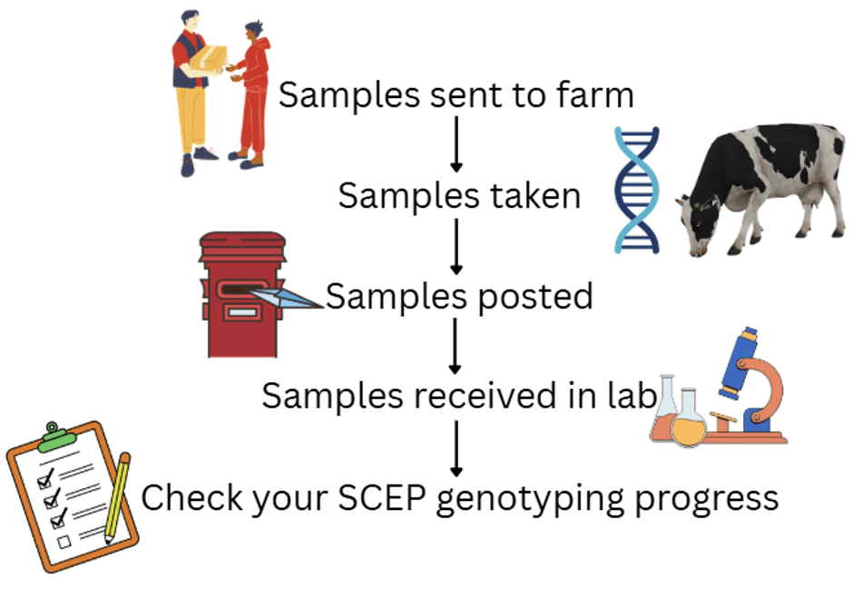SCEP genotyping requirements 2026 sample submission process