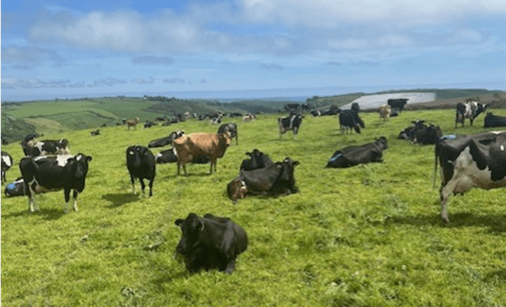 Crossbred dairy cows grazing and resting in a paddock on Rouryhill Farm in West Cork.