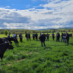 TeamAg Advisor Páidí Kelly Explains How Cows Own Worth (C.O.W.) Supports Better Dairy Culling Decisions