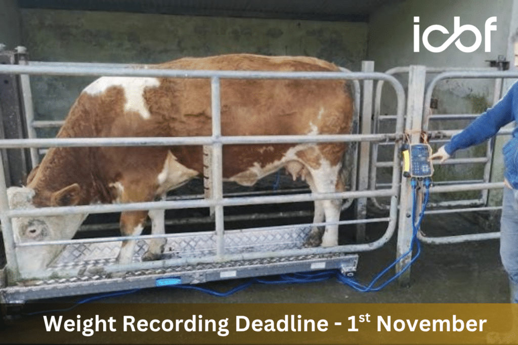 SCEP Weighing Deadline 2026: Submit Weights by 1 November