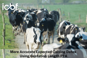 Read more about the article More Accurate Expected Calving Dates Using Gestation Length PTA