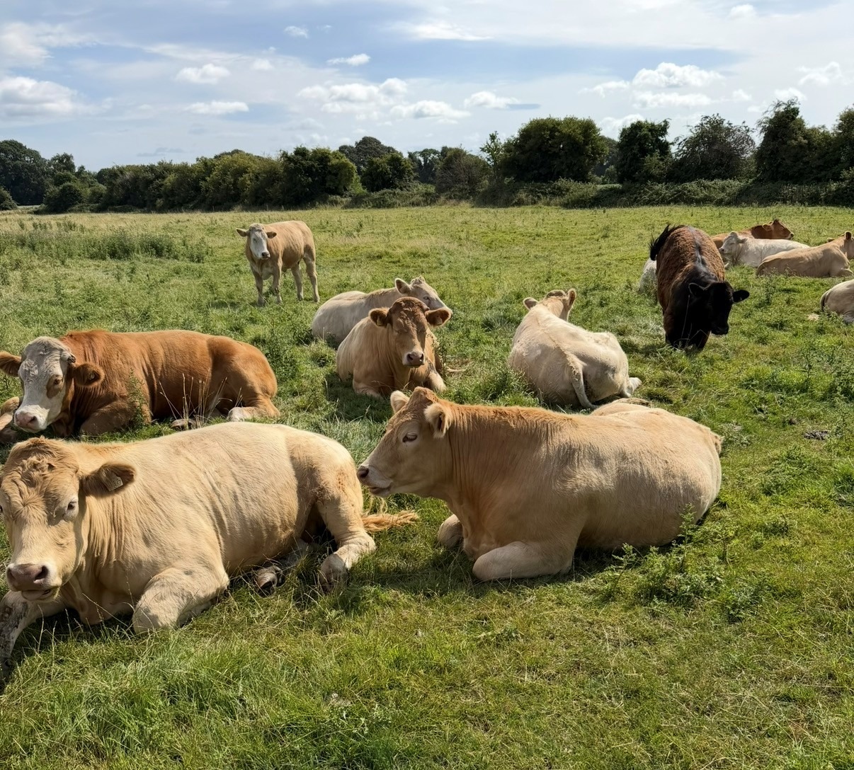 Cattle in field 