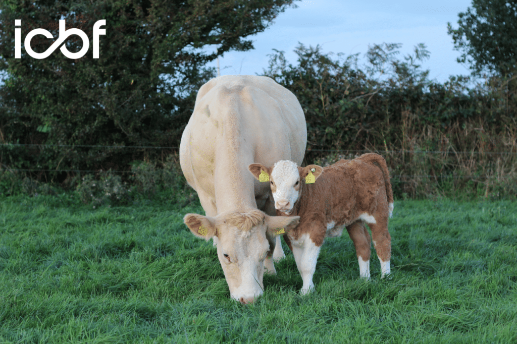 Benchmark Your Herd with the 2026 Beef Calving Report