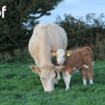 Benchmark Your Herd with the 2026 Beef Calving Report
