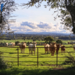 SCEP & Dairy Beef Weighing – Weekend Support