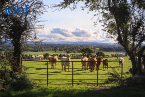 Read more about the article SCEP & Dairy Beef Weighing – Weekend Support