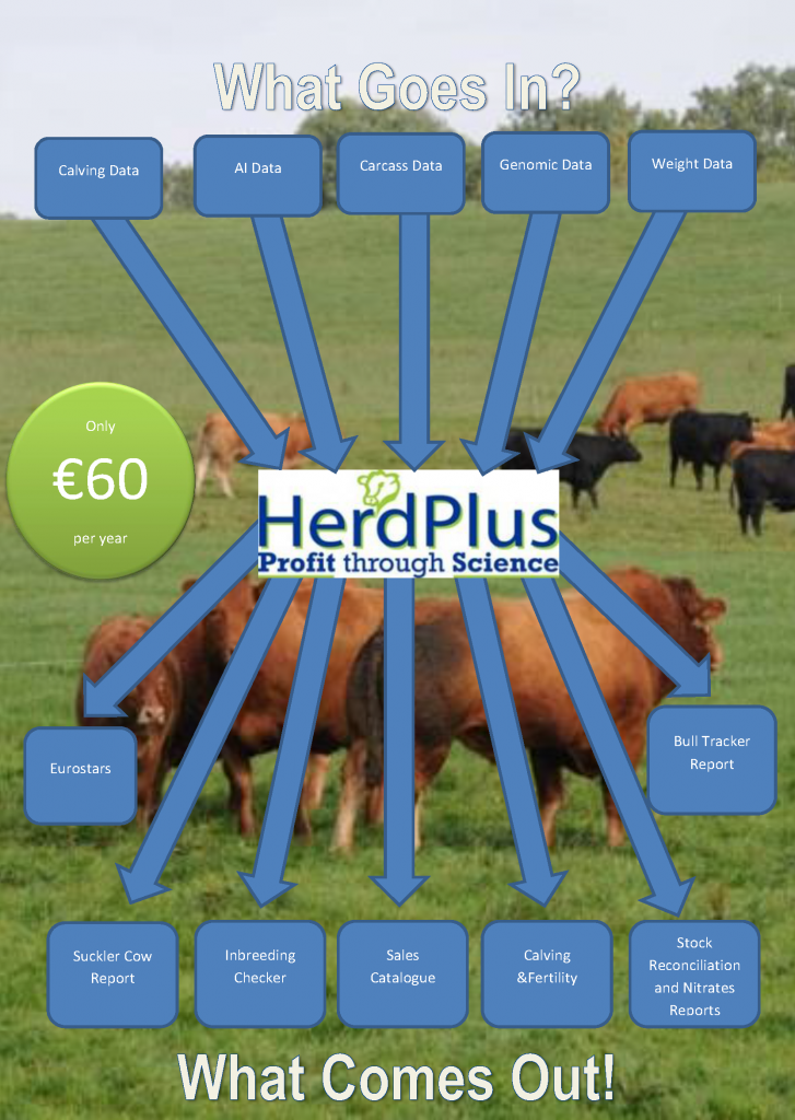 What goes in herdplus beef