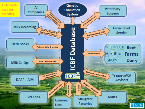Information flows to and from the Cattle Breeding Database
