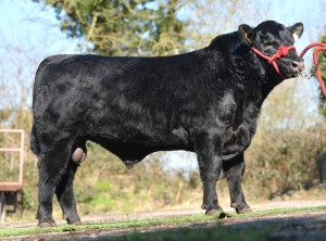 GOULDING EAMONN M251 ET (GZJ)
