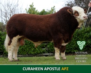 CURAHEEN APOSTLE ET (APZ) APZ