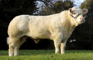 CROSSMOLINA EURO (CSQ) CSQ