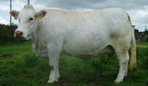 COTTSTOWN BRENDAN (CWB) CWB