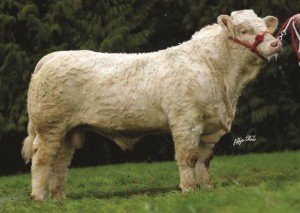 BALLYLANNON FRANKEY ET FYB