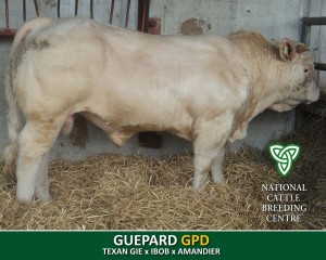 GUEPARD (GPD)